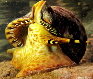 Atlantic Triton's Trumpet (Charonia variegata); Utila, Ho... by Brad Ryon 